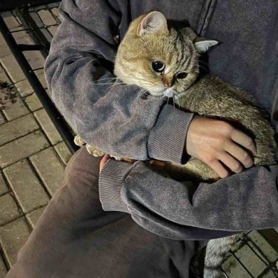 Р А Й Я Н А Р А Й Я Н А