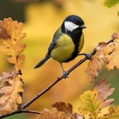 Umm Ismail Profile Picture