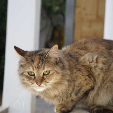 Hamza Hajji Profile Picture