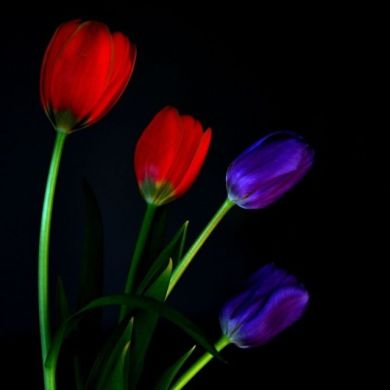 بنت إسكندر Profile Picture