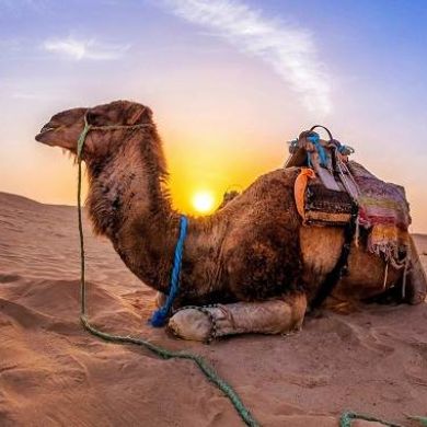 alli alliev Profile Picture