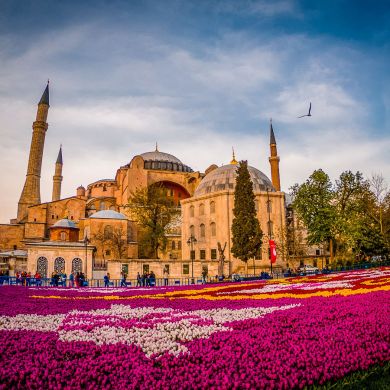 sayf ashsham Profile Picture