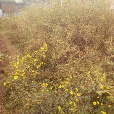 semaudin abdurezake Profile Picture