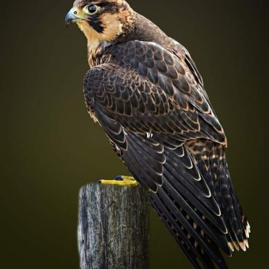 umma1701266735kasimnuru Profile Picture