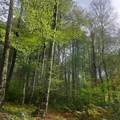 Muslima Muhammadumar