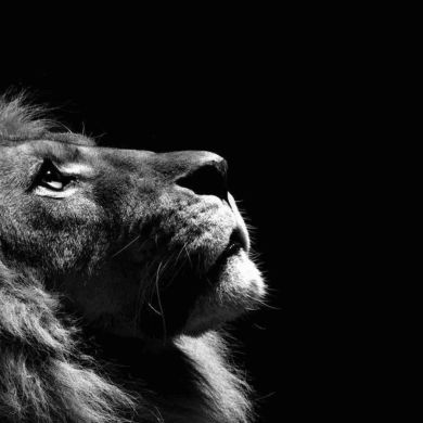 Mostafa Sayed Profile Picture