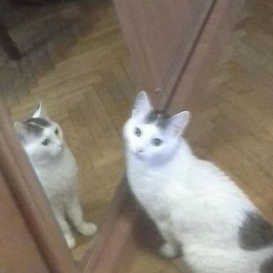 ahmed hegazy Profile Picture