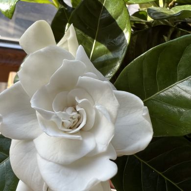 Dinara M Profile Picture