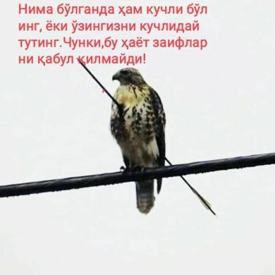 Laa Tahzan Profile Picture