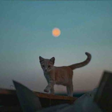 Карина Хатохова