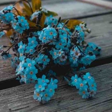 Aishah Mustefa Profile Picture