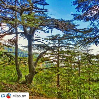 Marwa Al shoura  Profile Picture