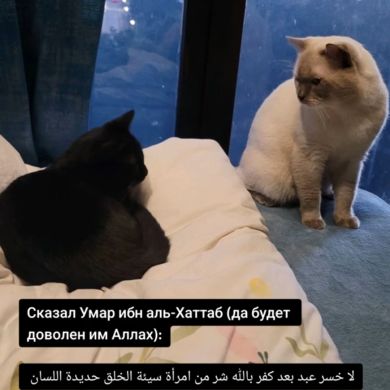 Abu_Amin Profile Picture