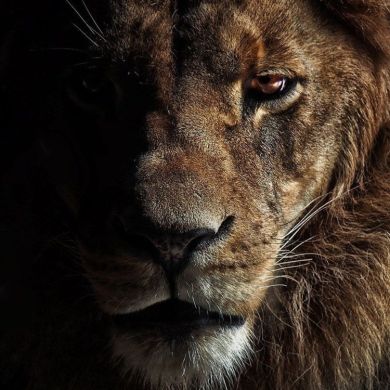 Alisher Kadyrov Profile Picture