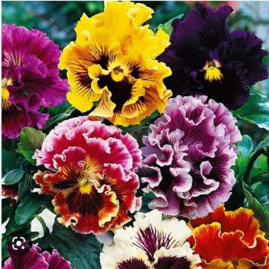 Сурайё Азизова