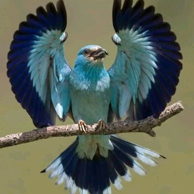 warak bedru Profile Picture