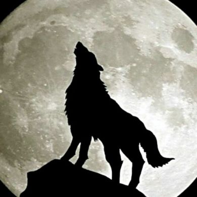 Ercigit Islamov Profile Picture