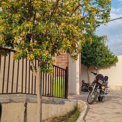 soul Angel soul Angel