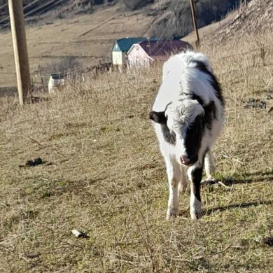 Шамиль Магомедов