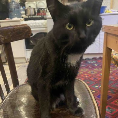 Шамиль Сайпулаев