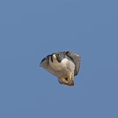 magdiabo3myra Profile Picture