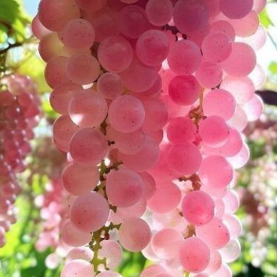 ㅤㅤㅤㅤ ㅤㅤㅤㅤ Profile Picture