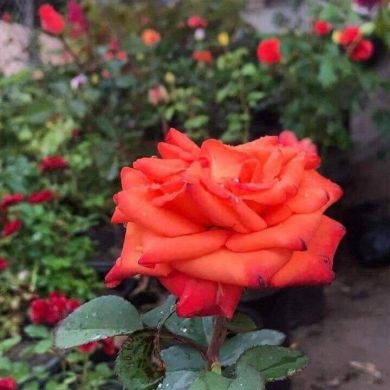 ماهر قاسم Profile Picture