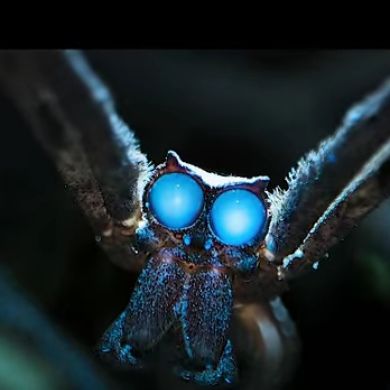 adelmokhtar Profile Picture