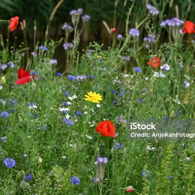 Ismail M Profile Picture