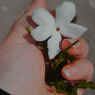 Âmmine بنت الغريبة Profile Picture