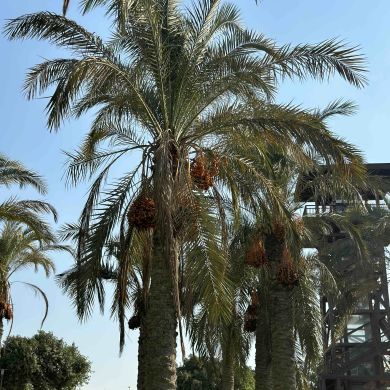 Habib hafiz Profile Picture