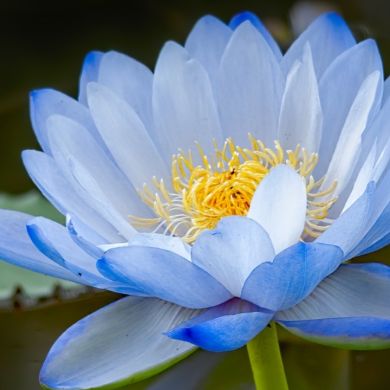 Ummu Ruhiddin Profile Picture