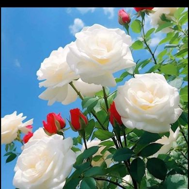 AbuAbdullahibnuSeid profile picture