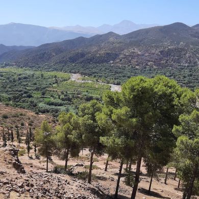 إبراهيم البرودي