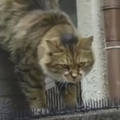 شيخ عبد الرؤوف