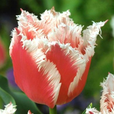 Lola Alimova Profile Picture