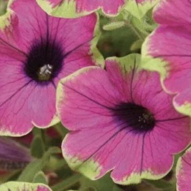 Наталья Комарова