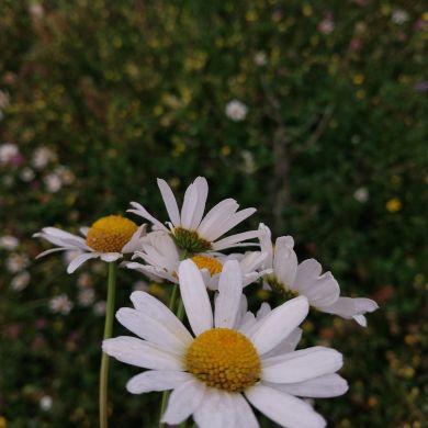 Dinara G Profile Picture