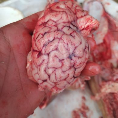 Norjigitov Mirjalol profile picture