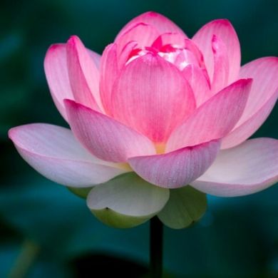 Dilnavoz Nematullaeva