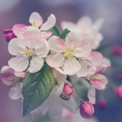 freedom kavkaz Profile Picture