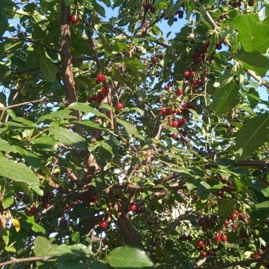 bekzod hazratkulov Profile Picture