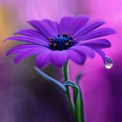 fejir yimam profile picture