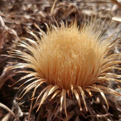 emelka Profile Picture