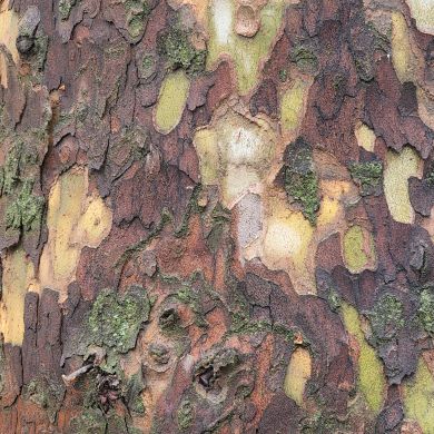 Nargiza Pulatova Profile Picture