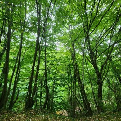 umma1703618732 Profile Picture