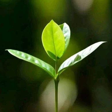 Ali Muhammed Profile Picture