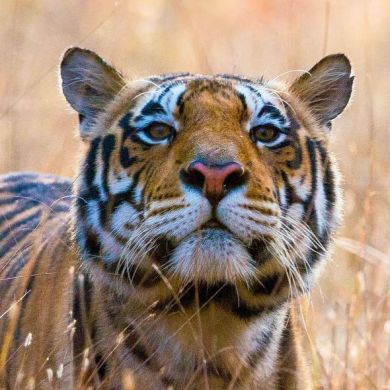 Мухиддин Арифжанов