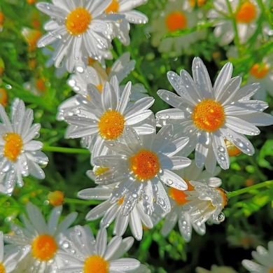 Барият Мурзаева Profile Picture