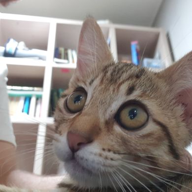 Aziyzullah_Turkistaniy Profile Picture